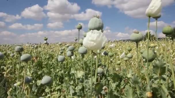 Beyaz Çiçekli Haşhaş Tarlası — Stok video