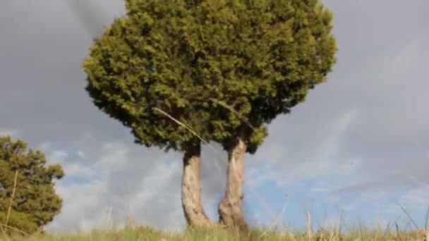 Evergreen juniper trunk and branches against the blue sky — Stock Footage Evergreen Juniper Trunk Branches Blue Sky Royalty Free Stock Video