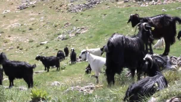 Kawanan Kambing Membentangkan Padang Rumput — Stok Video