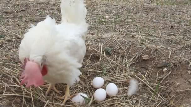 Kip Met Biologische Witte Eieren — Stockvideo