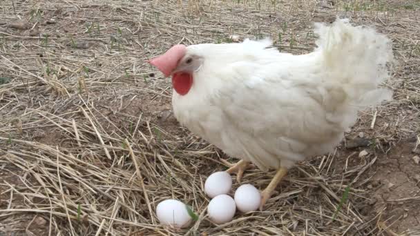 Pollo Con Huevos Blancos Ecológicos — Vídeo de stock