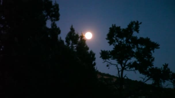 Pleine Lune Levant Travers Les Arbres Time Lapse — Video