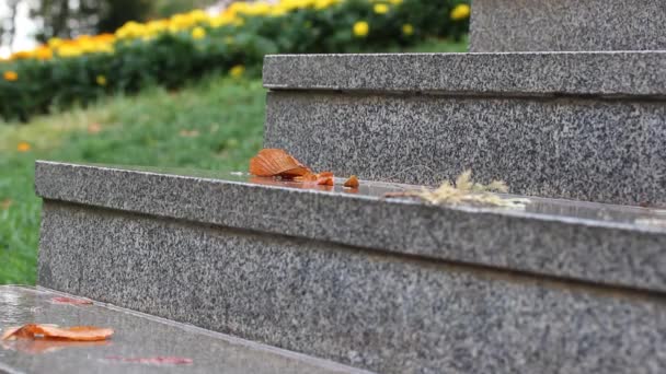 Rain Granite Steps Yellow Flowers — Stock Video