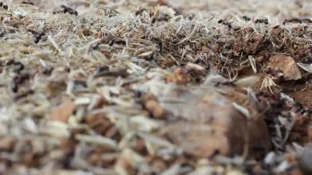 Ομάδα Μυρμηγκιών Που Μεταφέρουν Τρόφιμα Μυρμήγκια Κοντινό Πλάνο — Αρχείο Βίντεο