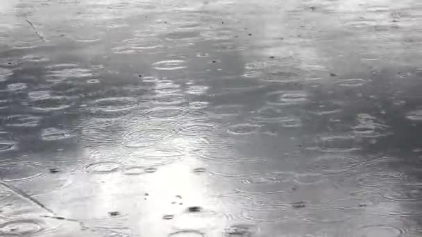 Gotas Chuva Caindo Lago — Vídeo de Stock