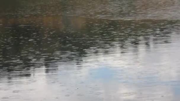 Regentropfen Fallen Auf Den See — Stockvideo