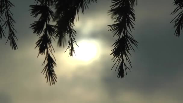 暗い空と松の木 — ストック動画