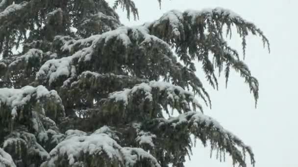 Zware Sneeuw Dennenbomen — Stockvideo