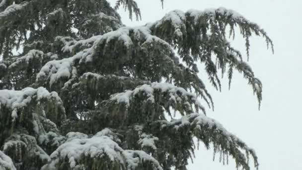 Zware Sneeuw Dennenbomen — Stockvideo