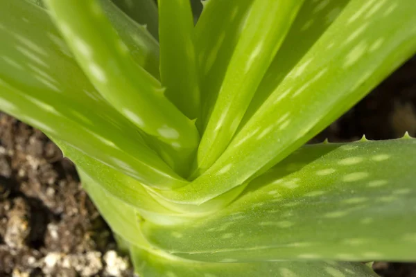 Aloe Vera Planta Hoja Fresca Verde — Foto de Stock