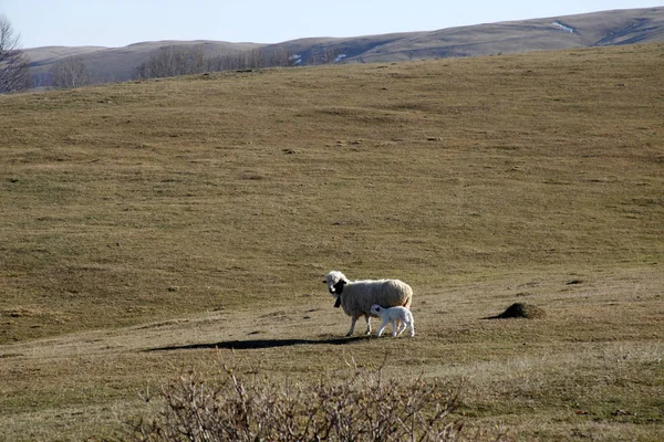 Lamb Sheep Countryside — Stock Photo, Image