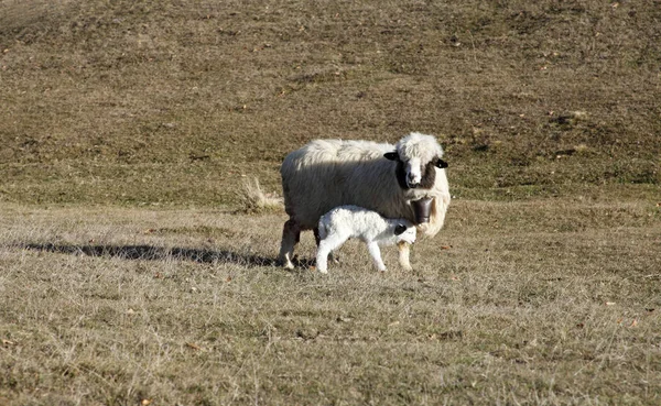 Lamb Sheep Countryside — Stock Photo, Image