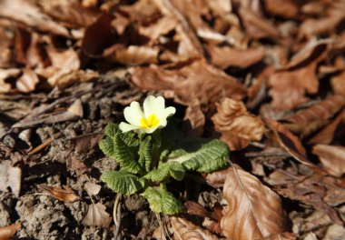 Primula vulgaris çiçeği doğada