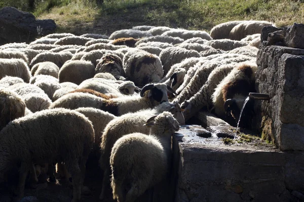 Clean Mountain Water Sheep Drinking Water — Stock Photo, Image