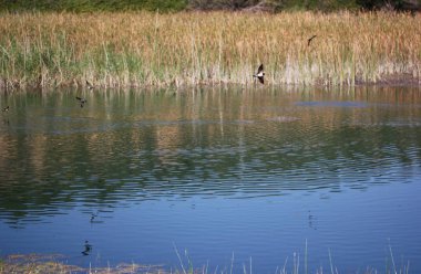 Gölde sazlıklar. Doğal bir manzara. Martin Hanesi (Delichon urbica)