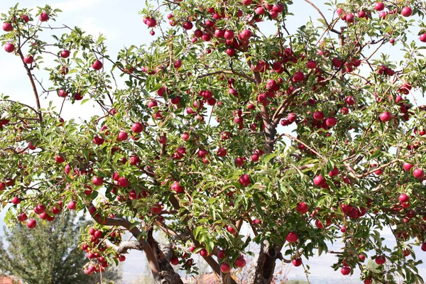 Ripe Red Apples Tree Branch — Stock Photo, Image