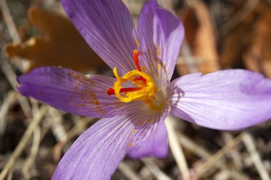 İlkbaharda açan mor krukus