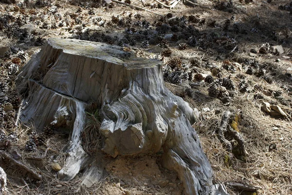 Tannenzapfen Und Gefällter Baum — Stockfoto