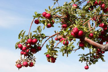 Ağaç dalında olgun kırmızı elmalar