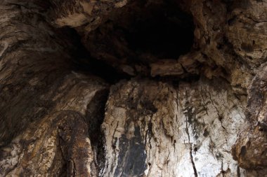 Ceviz Ağacı Kabuğu. Doğa Arkaplanı.  