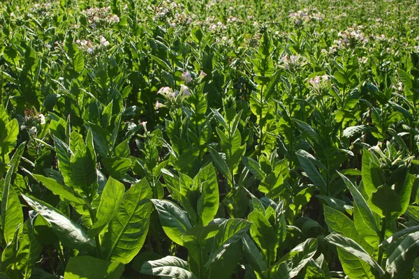 Virágzó Dohánynövény Legelőn — Stock Fotó