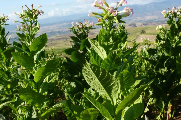 Virágzó Dohánynövény Legelőn — Stock Fotó