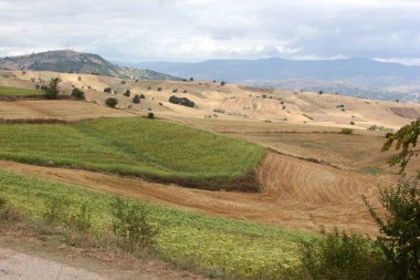 Ayçiçeği ve buğday toprağı. Doğa arkaplanı