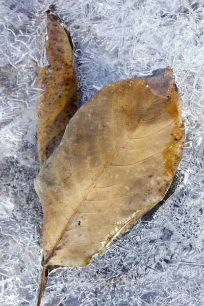 Сухой Лист Снегу Зимняя Рамка — стоковое фото