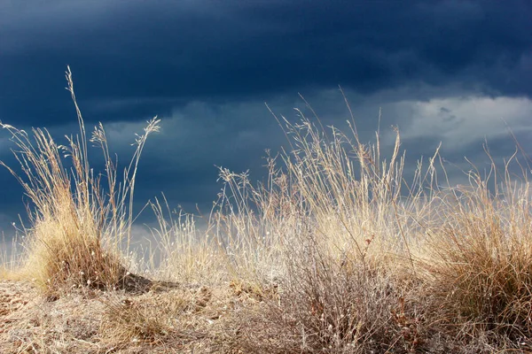 dramatic sky and yellow wild grasses