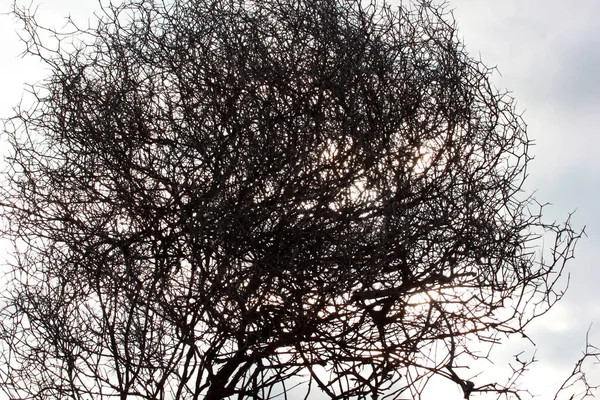 Dry Thorn Bush Sky — Stock Photo, Image