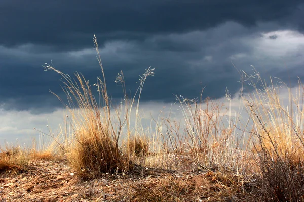 Céu Dramático Gramíneas Selvagens Amarelas — Fotografia de Stock