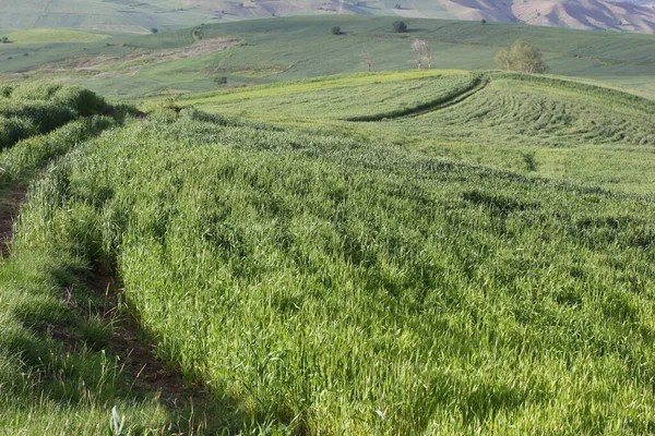 Rural Landscape Green Cultivated Fields — Stock Photo, Image