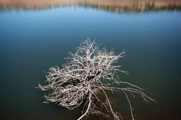 湖畔と裸の木 風景写真 — ストック写真