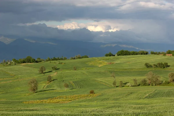 Rural Landscape Green Cultivated Fields — Stock Photo, Image