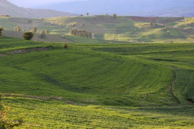 Kırsal alan yeşil tarlalar