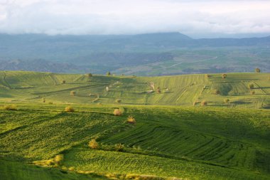 Kırsal alan yeşil tarlalar