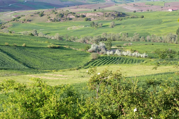 Rural Landscape Green Cultivated Fields — Stock Photo, Image