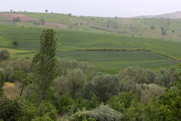 Ländliche Landschaft Grün Bewirtschaftete Felder — Stockfoto