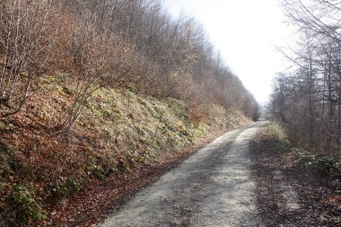Sonbahar. Ormandaki yol..