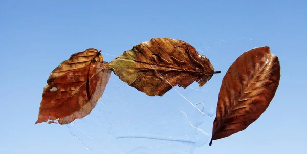 Πάγος Και Φύλλα Του Φθινοπώρου Προς Τον Ουρανό — Φωτογραφία Αρχείου