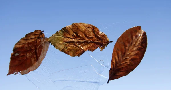 冰天雪地的秋叶 — 图库照片