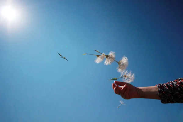 Löwenzahnsamen Fliegen Wind — Stockfoto