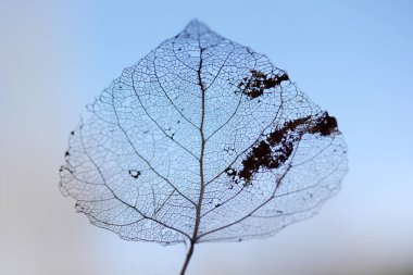Yaprak damar iskeletinin makro görüntüsü. Soyut doku arkaplanı.