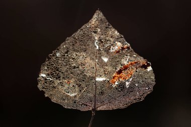 Yaprak damar iskeletinin makro görüntüsü. Soyut doku arkaplanı.