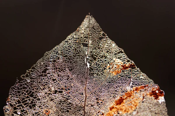 Макрознімок Скелета Листя Вени Тло Абстрактної Текстури — стокове фото