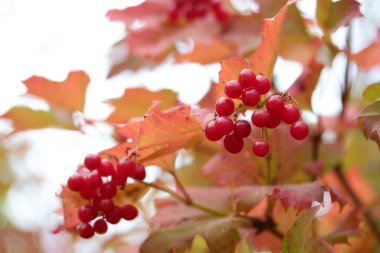 Sonbaharda çalılıklarda viburnum üzümü - Gilaburu 