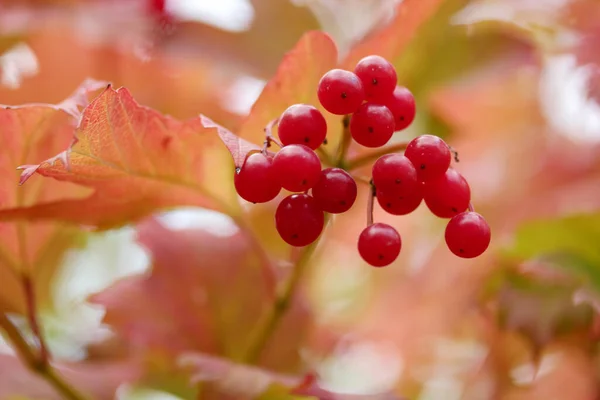 Viburnum Bayas Los Arbustos Otoño Gilaburu — Foto de Stock