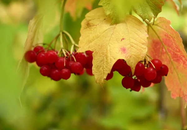 Ягоди Viburnum Кущах Восени Gilaburu — стокове фото