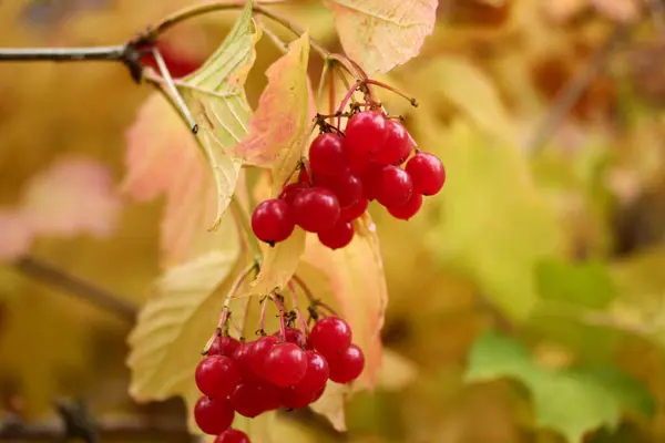 Viburnum Berries Bushes Autumn Gilaburu — Stock Photo, Image