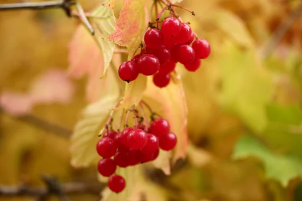 Ягоди Viburnum Кущах Восени Gilaburu — стокове фото